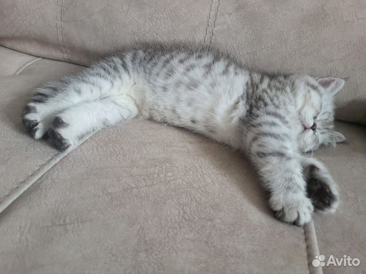 Шотланский котенок