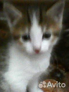 Отдам котят