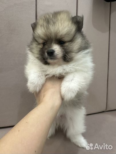 Щенки шпица