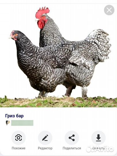 Яйцо ред бро, мастер грей, гриз бар, голошейка