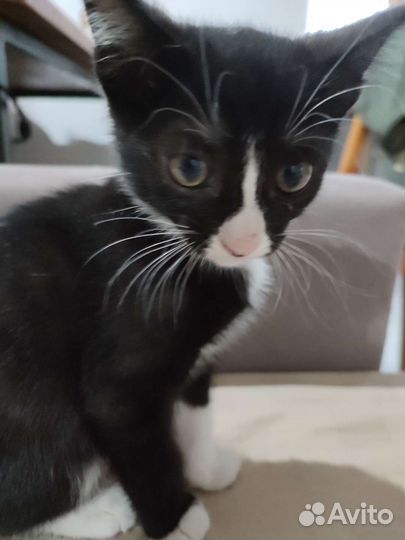 Котëнок Марта