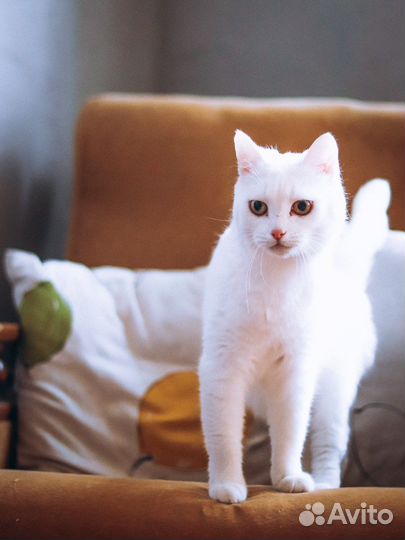 Кошка белая