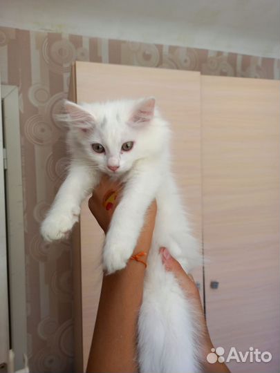 Кошки в добрые руки бесплатно