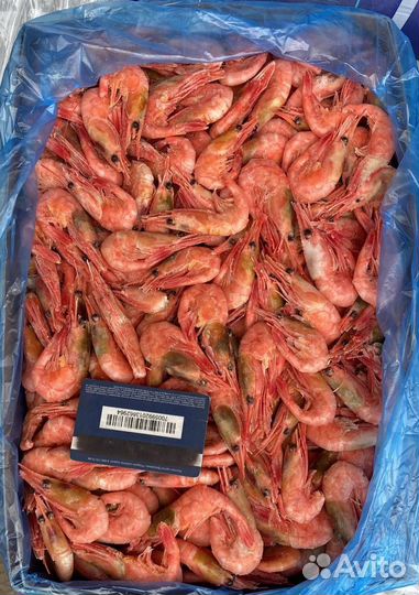 Северная креветка