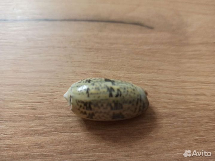 Морская раковина