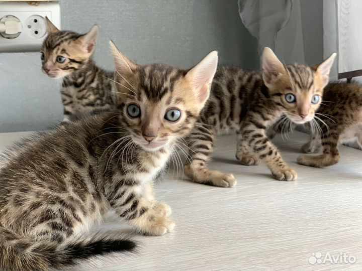 Бенгальские котята