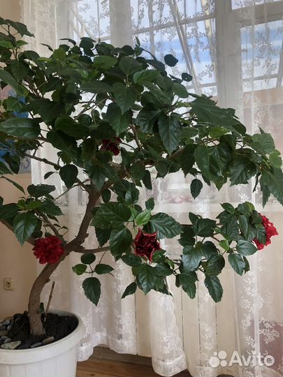 Гибискус китайская роза махровый