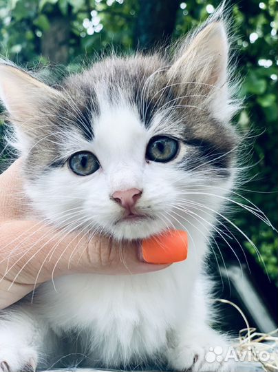 Котенок 2 месяца