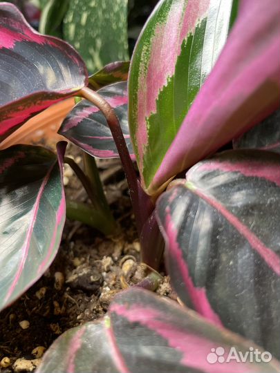 Калатея дотти