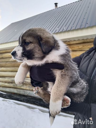 Щенки маленькой дворняжки