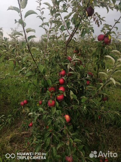 Яблоки вильямс