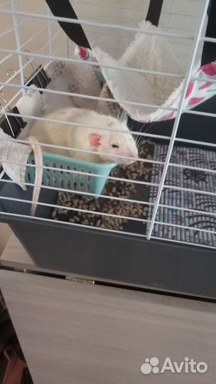 Крыса дамбо мальчик