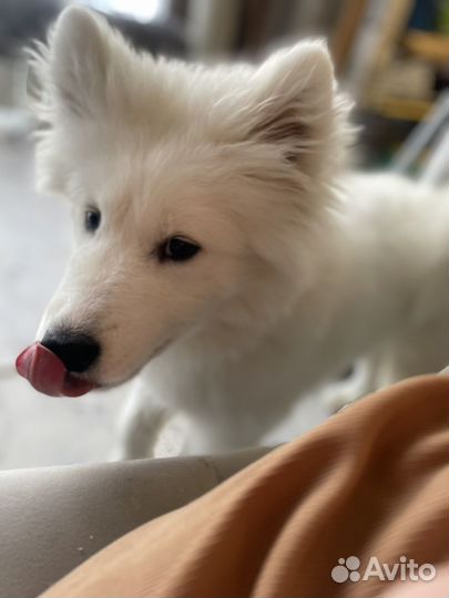 Щенок самоед