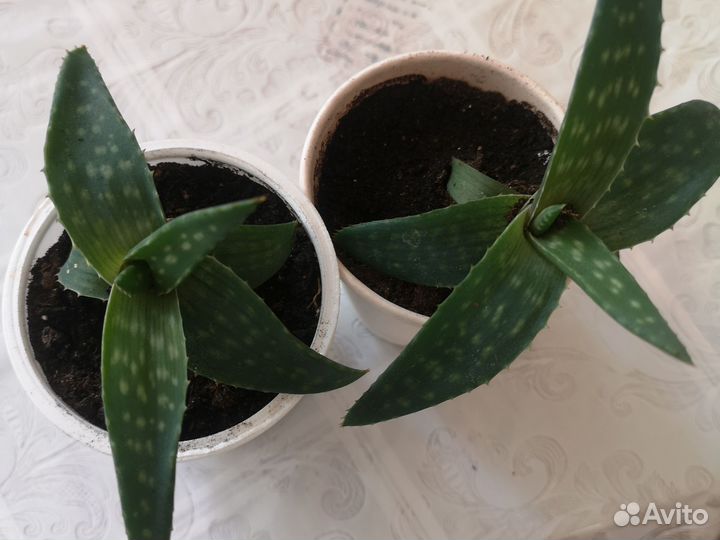 Комнатные цветы разные