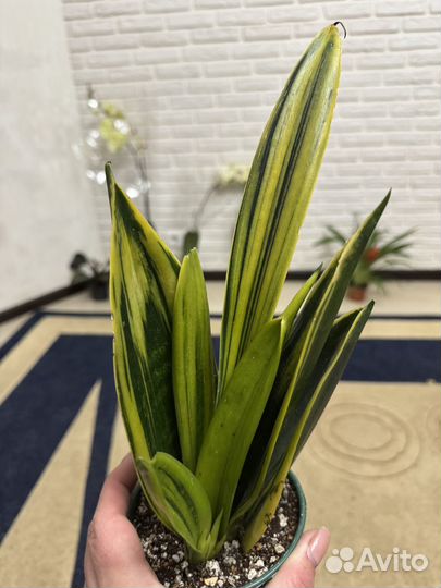 Сансевиерия сортовая