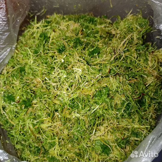 Мох Сфагнум живой