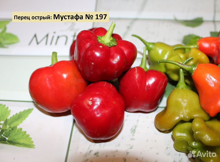 Семена острого перца