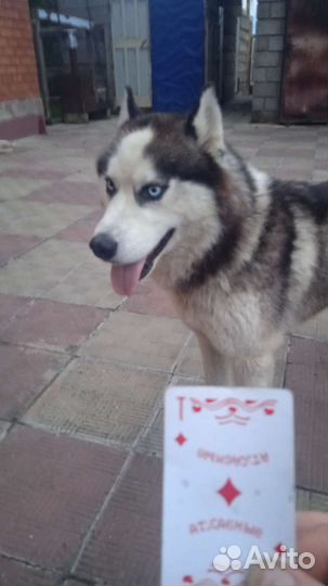 Сибирский хаски