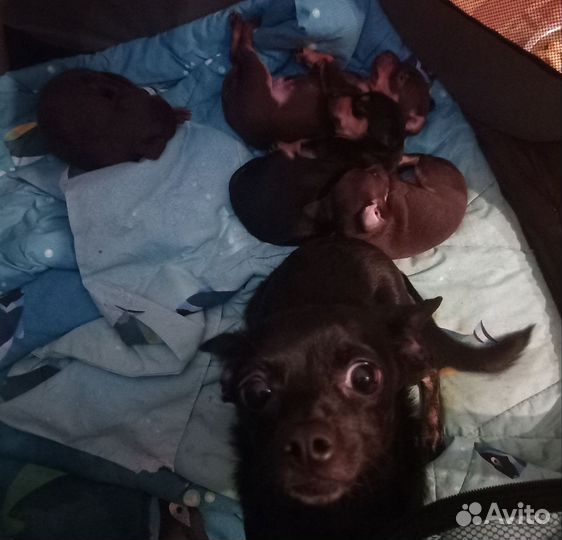 Той-терьер щенки