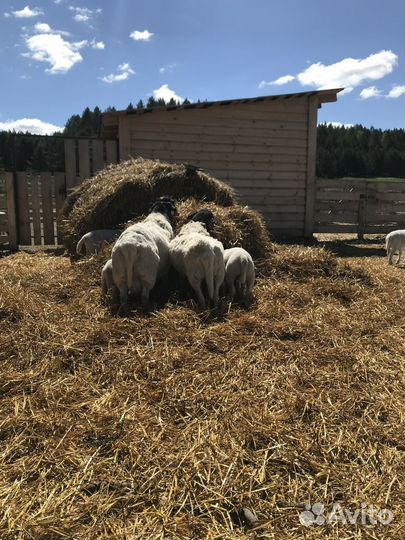 Баранчики Дорпер на племя
