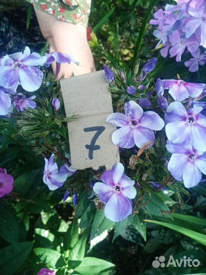 Флоксы многолетние