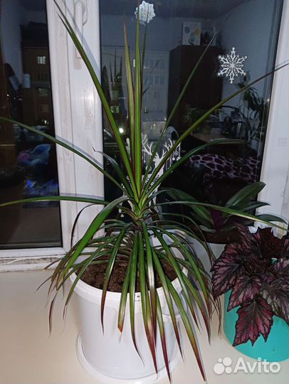 Продам цветы комнатные