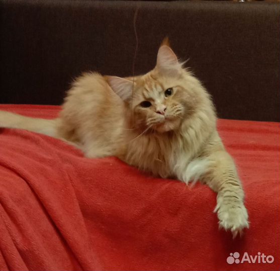 Мейн-кун котята