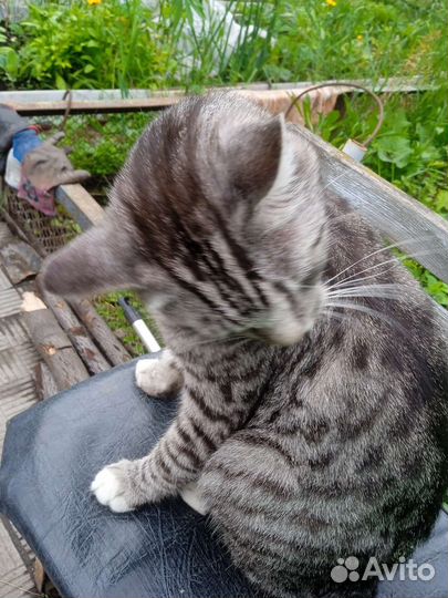 Котик из сада