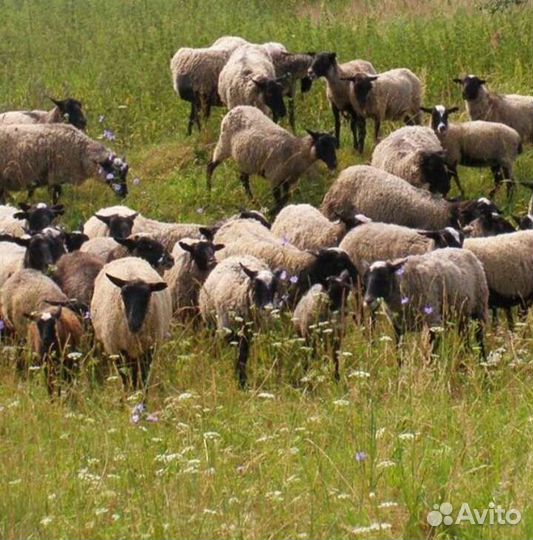Бараны, матки, ярки