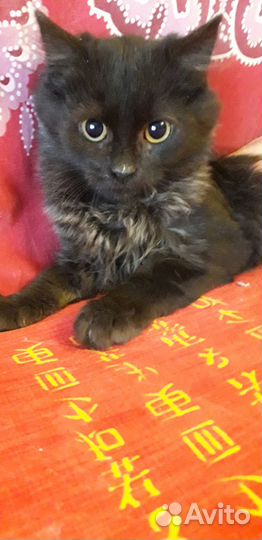 Просто котенок