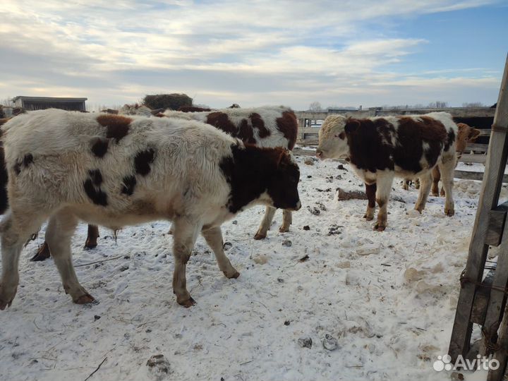 Быки живым весом