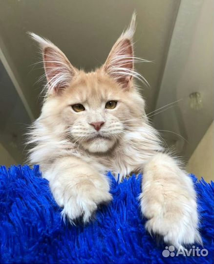 Котята мейн-кун