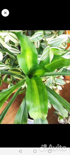 Комнатные растения цветы