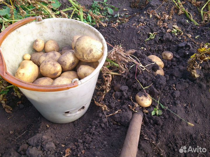 Картофель семенной и на еду продаю