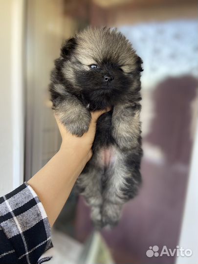 Щенки шпица