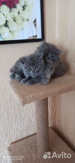 Кошечка британской породы