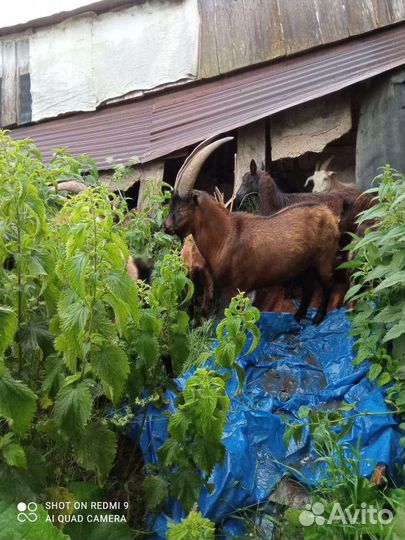 К. Р. С, 40 голов, рассматриваю обмен на авто