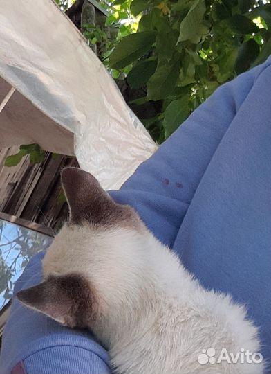 Котята в добрые руки бесплатно мальчик