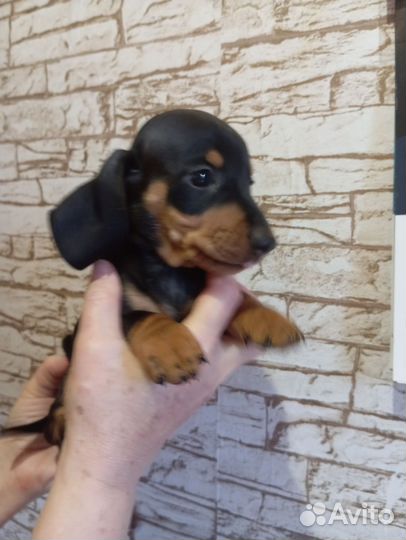 Такса стандарт