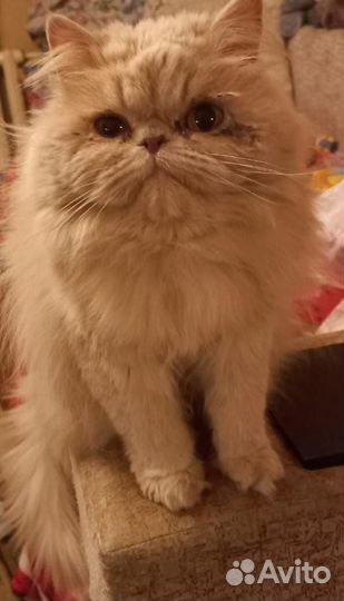 Персидская кошка