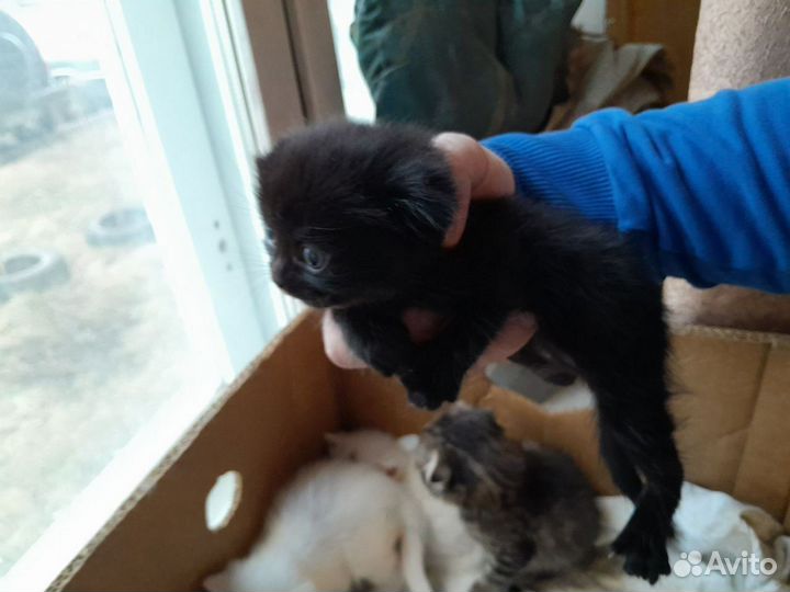Британские котята