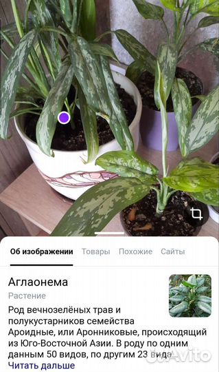 Аглаонема
