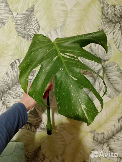 Монстера тайское созвездие