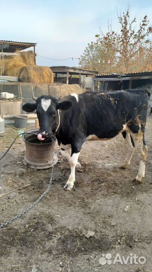 Телочка стельная