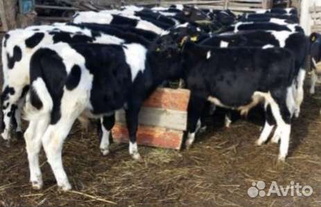 Бычки и телочки