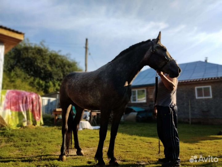Продается лошадь