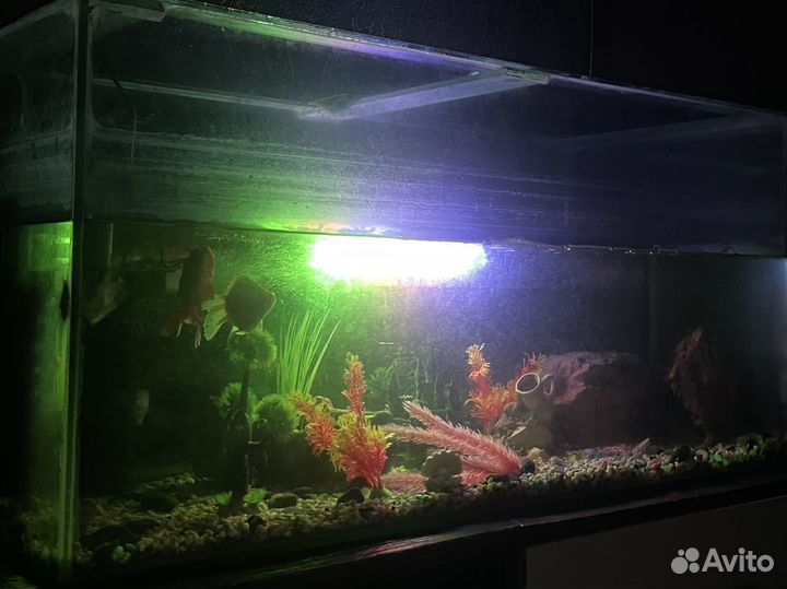 Аквариум 200 литров