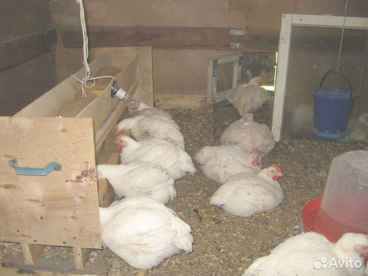 Комбикорм для кур-несушек с доставкой