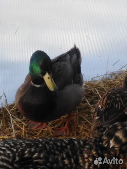 Продаётся птица