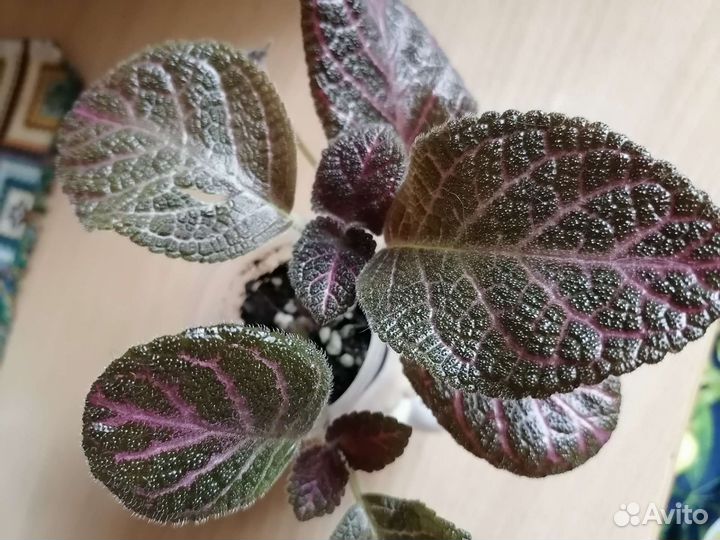 Эписции